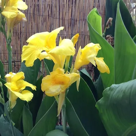 1 In Lejlighed Kateríni